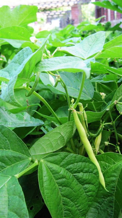 Beans and leaves - Main cause: hot, dry weather. Other hosts: nearly all plants, if conditions are met. Spread: touching plants, wind (on strands of webbing) 4. Halo blight: round spots on leaves and pods. Halo blight results in round spots forming on bean leaves and pods. In …